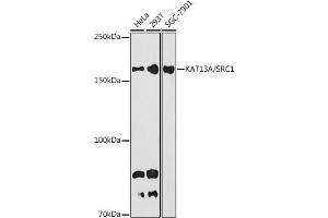 Western blot analysis of extracts of various cell lines, using KA / SRC1 antibody (ABIN7269005) at 1:1000 dilution.