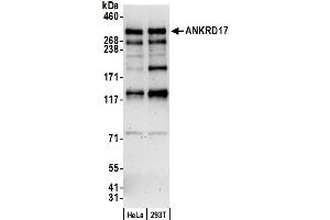 Western Blotting (WB) image for anti-Ankyrin Repeat Domain 17 (ANKRD17) (AA 775-825) antibody (ABIN7451625)