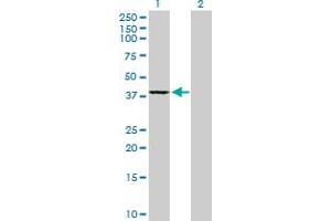 Western Blot analysis of GMPR2 expression in transfected 293T cell line by GMPR2 MaxPab polyclonal antibody. (GMPR2 anticorps  (AA 1-348))