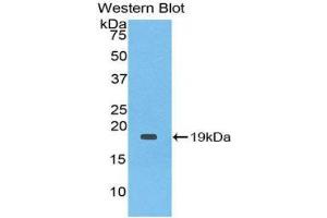 Western Blotting (WB) image for anti-Interleukin 1 Receptor Antagonist (IL1RN) (AA 26-177) antibody (ABIN1859392) (IL1RN anticorps  (AA 26-177))