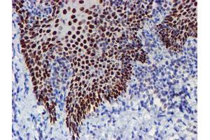 Image no. 6 for anti-WW Domain Containing Transcription Regulator 1 (WWTR1) antibody (ABIN1501763) (WWTR1 anticorps)