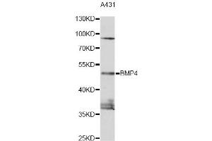 Western blot analysis of extracts of A431 cells, using BMP4 antibody (ABIN1871316) at 1:1000 dilution. (BMP4 anticorps)