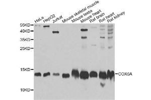 Western blot analysis of extracts of various cell lines, using COX5A Antibody. (COX5A anticorps)