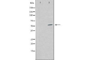 Western blot analysis of extracts from COS-7 cells using COPS2 antibody. (COPS2 anticorps  (Internal Region))