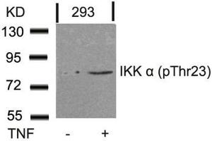 Western blot analysis of extracts from 293 cells untreated or treated with TNF using IKK a(Phospho-Thr23) Antibody. (IKK alpha anticorps  (pThr23))