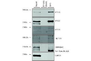 Immunoprecipitation analysis using Mouse Anti-VPS35 Monoclonal Antibody, Clone 8A3 (ABIN6932958). (VPS35 anticorps  (Atto 488))