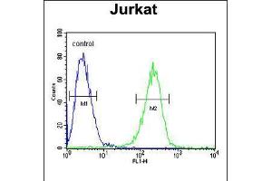 Flow cytometric analysis of Jurkat cells (right histogram) compared to a negative control cell (left histogram). (HADHB anticorps  (C-Term))