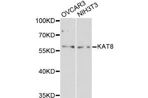 Western blot analysis of extracts of various cell lines, using KAT8 antibody (ABIN1873359) at 1:3000 dilution. (MYST1 anticorps)