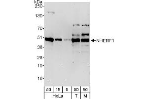 Western Blotting (WB) image for anti-Solute Carrier Family 9, Subfamily A (NHE3, Cation Proton Antiporter 3), Member 3 Regulator 1 (SLC9A3R1) (AA 275-325) antibody (ABIN7453743)
