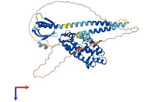 AlphaFold protein structure predicition of Mouse Recombinant Plekha8 Protein, UniprotID Q80W71