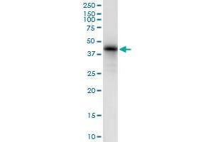 Immunoprecipitation of EIF2B2 transfected lysate using anti-EIF2B2 MaxPab rabbit polyclonal antibody and Protein A Magnetic Bead , and immunoblotted with EIF2B2 purified MaxPab mouse polyclonal antibody (B01P) .