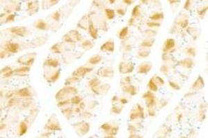 Immunohistochemistry analysis of paraffin-embedded mouse skeletal muscle using NRK (ABIN7074842) at dilution of 1: 1500