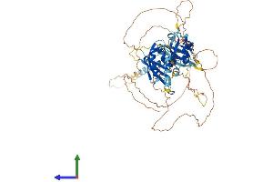 AlphaFold protein structure predicition of Human Recombinant BMAL2 Protein, UniprotID Q8WYA1