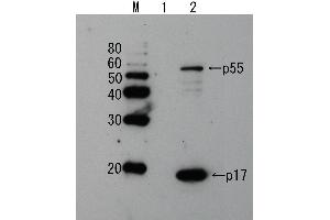 Western Blotting (WB) image for anti-Human Immunodeficiency Virus 1 Matrix (HIV-1 p17) (full length) antibody (ABIN2452017) (HIV-1 p17 anticorps  (full length))