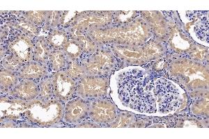 Detection of ANXA3 in Human Kidney Tissue using Monoclonal Antibody to Annexin A3 (ANXA3)