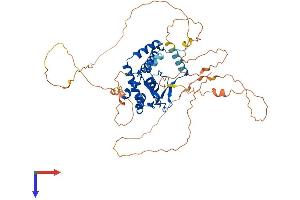 AlphaFold protein structure predicition of Human Recombinant NFIC Protein, UniprotID P08651