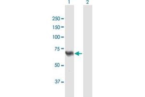 Western Blot analysis of ACSL5 expression in transfected 293T cell line by ACSL5 MaxPab polyclonal antibody.