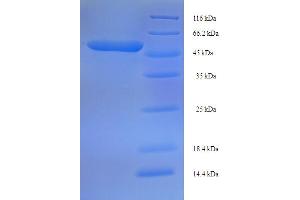 SDS-PAGE (SDS) image for Spondin 1 (SPON1) (AA 33-364) protein (His-SUMO Tag) (ABIN5710966)