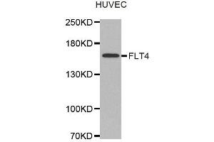 Western Blotting (WB) image for anti-Fms-Related Tyrosine Kinase 4 (FLT4) antibody (ABIN1876806) (FLT4 anticorps)