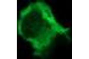 Image no. 6 for anti-Phosphoinositide-3-Kinase, Catalytic, gamma Polypeptide (PIK3CG) antibody (ABIN1500202) (PIK3 gamma anticorps)