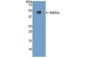 Western blot analysis of recombinant Human FBN1. (Fibrillin 1 anticorps  (AA 81-236))