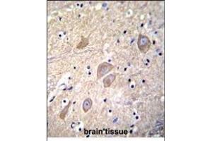 VSNL1 Antibody (Center) (ABIN656135 and ABIN2845474) immunohistochemistry analysis in formalin fixed and paraffin embedded human brain tissue followed by peroxidase conjugation of the secondary antibody and DAB staining.