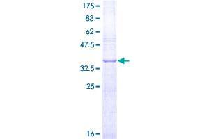 Fibroblast Growth Factor 2 (Basic) (FGF2) (AA 189-288) protein (GST tag)