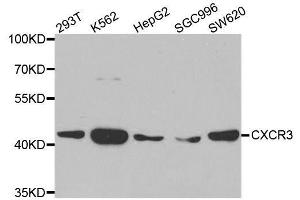 Western blot analysis of extracts of various cell lines, using CXCR3 antibody. (CXCR3 anticorps)