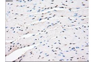 Image no. 5 for anti-Protein Phosphatase 5, Catalytic Subunit (PPP5C) antibody (ABIN1500391)