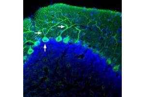 Expression of AKAP12 in rat cerebellum - Immunohistochemical staining of perfusion-fixed frozen rat brain sections with Anti-AKAP12 Antibody (ABIN7042878, ABIN7045178 and ABIN7045179), (1:400), followed by goat anti-rabbit-AlexaFluor-488.