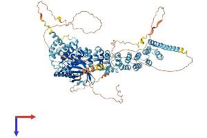 AlphaFold protein structure predicition of Human Recombinant SCYL2 Protein, UniprotID Q6P3W7