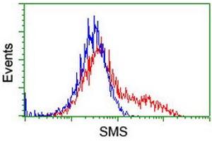 Flow Cytometry (FACS) image for anti-Spermine Synthase, SMS (SMS) antibody (ABIN1501095) (SMS anticorps)