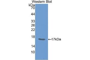 Western Blotting (WB) image for anti-Growth Differentiation Factor 15 (GDF15) (AA 193-296) antibody (ABIN1175411) (GDF15 anticorps  (AA 193-296))