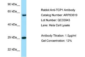 Western Blotting (WB) image for anti-T-Complex 1 (TCP1) (C-Term) antibody (ABIN2789569) (TCP1 alpha/CCTA anticorps  (C-Term))