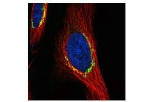 ICC/IF Image Confocal immunofluorescence analysis (Olympus FV10i) of paraformaldehyde-fixed HeLa, using COPD, antibody (green) at 1:500 dilution.