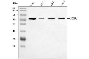 Western blot analysis of NAF1 using anti-NAF1 antibody (ABIN7600289).