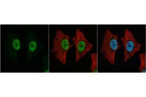 ICC/IF Image p54/nrb antibody detects p54/nrb protein at nucleus by immunofluorescent analysis. (NONO anticorps  (N-Term))