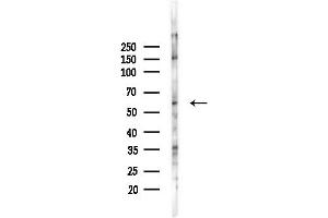 Western blot analysis of lysates from PC12 cells(LPS, 4h treatment), using SLC28 Antibody at 1/1000 dilution.