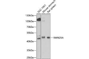 Western blot analysis of extracts of various cell lines, using RMND5A antibody (ABIN7269917) at 1:1000 dilution.
