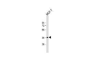 Anti-MFRN2 Antibody (N-term) at 1:2000 dilution + MCF-7 whole cell lysate Lysates/proteins at 20 μg per lane. (SLC25A28 anticorps  (N-Term))