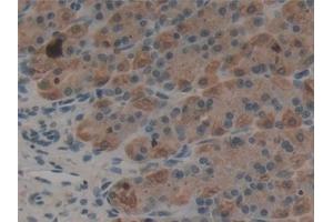 Detection of EREG in Rat Stomach Tissue using Polyclonal Antibody to Epiregulin (EREG) (Epiregulin anticorps  (AA 1-162))