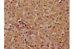 IHC image of ABIN7169187 diluted at 1:300 and staining in paraffin-embedded human liver tissue performed on a Leica BondTM system. (TAO Kinase 1 (TAOK1) (AA 400-659) anticorps)