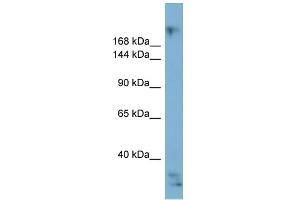 WB Suggested Anti-EXPH5 Antibody Titration:  0. (Exophilin 5 anticorps  (Middle Region))