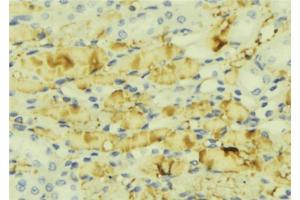 ABIN6276854 at 1/100 staining Mouse liver tissue by IHC-P.