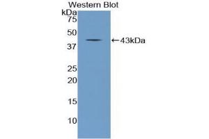 Western blot analysis of the recombinant protein. (NPPC anticorps  (AA 31-126))