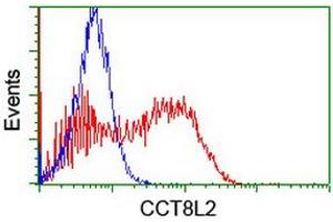 Image no. 2 for anti-Chaperonin Containing TCP1, Subunit 8 (Theta)-Like 2 (CCT8L2) antibody (ABIN1497479) (CCT8L2 anticorps)