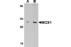 Western Blotting (WB) image for anti-Mesenchyme Homeobox 1 (MEOX1) (Middle Region) antibody (ABIN1031005) (MEOX1 anticorps  (Middle Region))