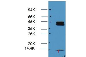 Western blot analysis on Hela cell lysate using ERK1/2 Antibody