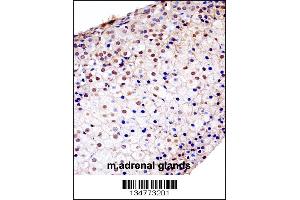 Mouse Fgfr1 Antibody immunohistochemistry analysis in formalin fixed and paraffin embedded mouse adrenal glands followed by peroxidase conjugation of the secondary antibody and DAB staining.