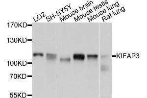 Western blot analysis of extracts of various cell lines, using KIFAP3 antibody. (KIFAP3 anticorps  (AA 1-200))